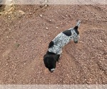 Small #3 German Shorthaired Pointer