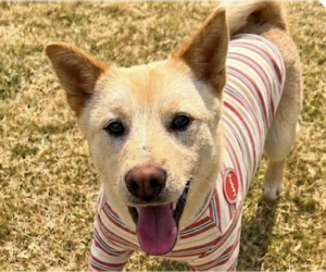 Mutt Dogs for adoption in San Ramon, CA, USA