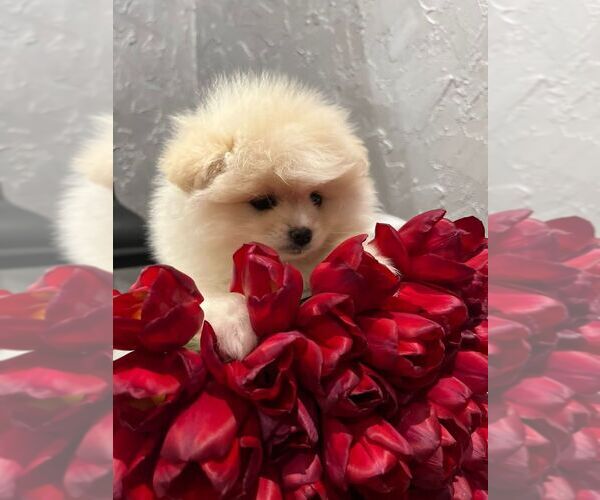 Medium Photo #13 Pomeranian Puppy For Sale in SACRAMENTO, CA, USA