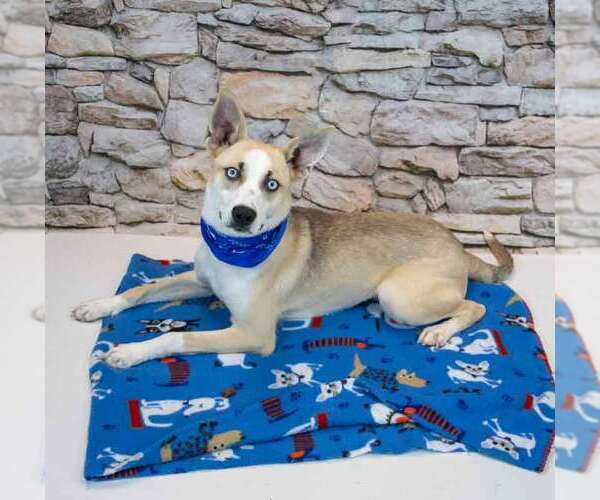 Medium Photo #2 Mutt Puppy For Sale in Kennesaw, GA, USA