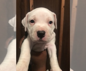American Pit Bull Terrier Puppy for sale in PORTSMOUTH, VA, USA