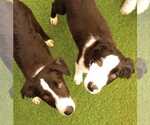 Small #5 Border Collie