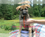 Small #2 German Shepherd Dog