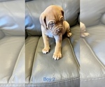 Small Photo #8 Dogue de Bordeaux Puppy For Sale in CINCINNATI, OH, USA