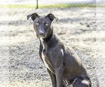 Small Photo #2 Mutt Puppy For Sale in Hilton Head, SC, USA
