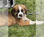 Small Photo #15 Bernese Mountain Dog-Saint Bernard Mix Puppy For Sale in NAMPA, ID, USA