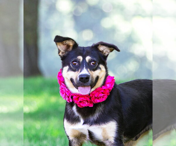 Medium Photo #2 Red Heeler-Unknown Mix Puppy For Sale in Unionville, PA, USA