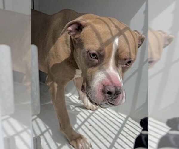 Medium Photo #2 Staffordshire Bull Terrier-Unknown Mix Puppy For Sale in Houston, TX, USA