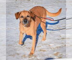 Small #4 Labrador Retriever-Rhodesian Ridgeback Mix