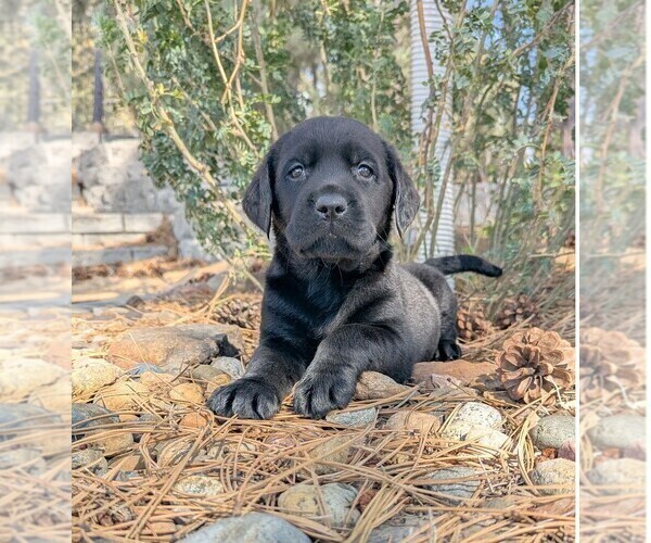 Medium Photo #8 Golden Labrador Puppy For Sale in FORT COLLINS, CO, USA