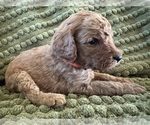 Puppy Skylar Poodle (Standard)