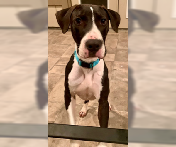Medium Photo #8 American Staffordshire Terrier-Great Dane Mix Puppy For Sale in Orange Grove, TX, USA