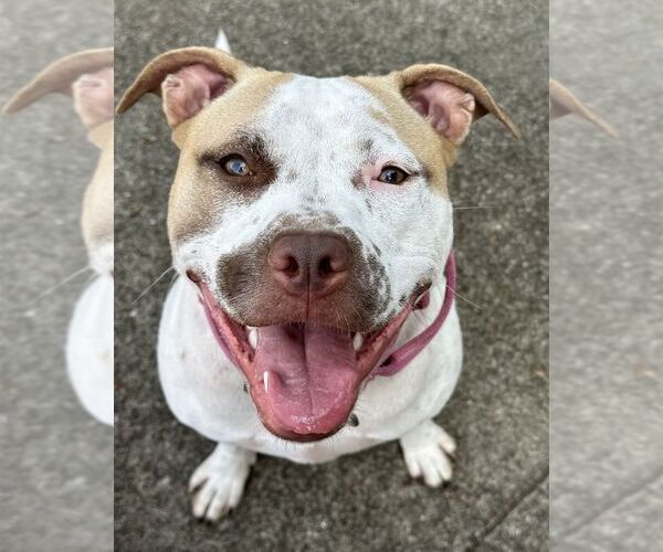 Medium Photo #14 American Staffordshire Terrier-Unknown Mix Puppy For Sale in Rockaway, NJ, USA