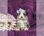 Small Photo #2 Bernedoodle (Miniature) Puppy For Sale in COCHRANVILLE, PA, USA