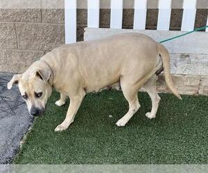 Mutt Dogs for adoption in Modesto, CA, USA
