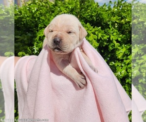 Cane Corso Puppy for sale in CAMBY, IN, USA