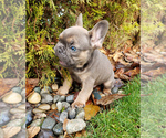 Small Photo #9 French Bulldog Puppy For Sale in MARYSVILLE, WA, USA