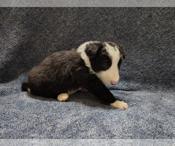 Medium Photo #18 Border Collie Puppy For Sale in NORBORNE, MO, USA