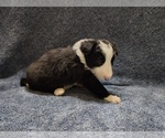 Small Photo #149 Border Collie Puppy For Sale in NORBORNE, MO, USA