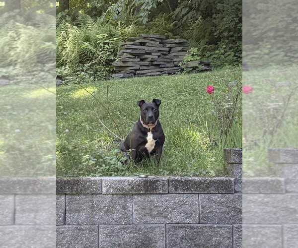 Medium Photo #12 Staffordshire Bull Terrier-Unknown Mix Puppy For Sale in Brewster, NY, USA