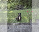 Small #11 Staffordshire Bull Terrier Mix