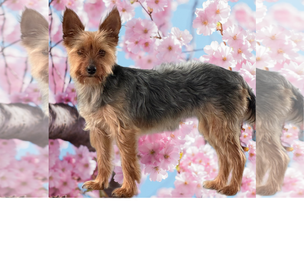 Medium Photo #1 Mutt Puppy For Sale in Allentown,, PA, USA