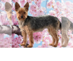 Mutt Dogs for adoption in Allentown,, PA, USA