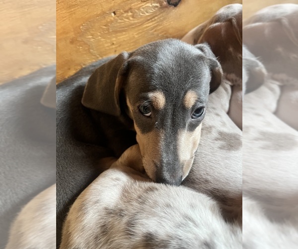 Medium Photo #4 Dachshund Puppy For Sale in LAKEBAY, WA, USA