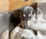 Small Photo #4 Dachshund Puppy For Sale in LAKEBAY, WA, USA