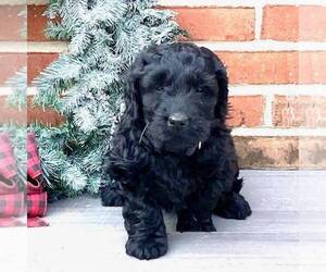 Newfoundland-Poodle (Miniature) Mix Puppy for sale in PARADISE, PA, USA