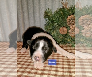 Border Collie Puppy for sale in NEW YORK MILLS, MN, USA