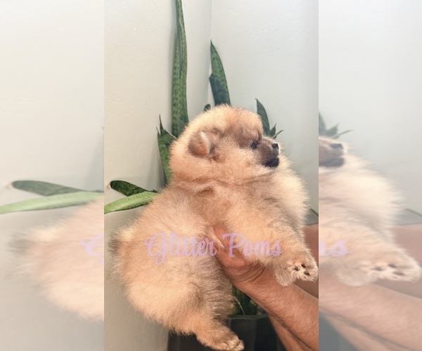 Medium Photo #2 Pomeranian Puppy For Sale in LEHIGH ACRES, FL, USA