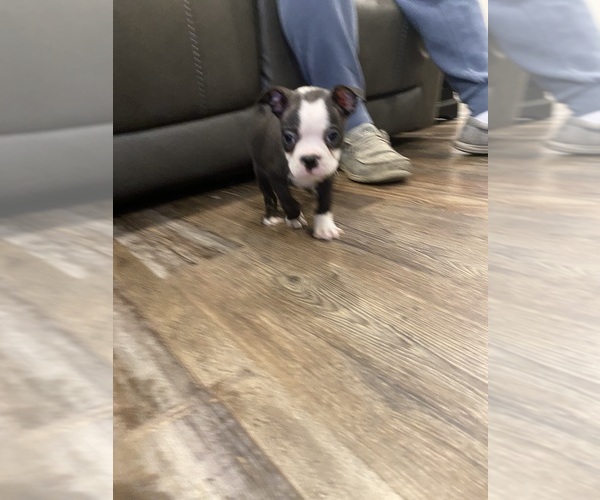 Medium Photo #6 Boston Terrier Puppy For Sale in FREDONIA, KS, USA
