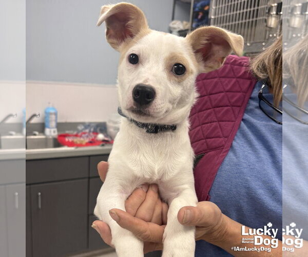 Medium Photo #1 Jack Russell Terrier-Unknown Mix Puppy For Sale in Washington, DC, USA