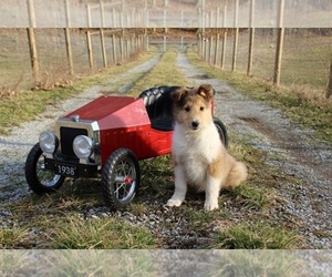 Collie Puppy for sale in KINGSPORT, TN, USA
