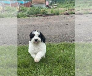 Bernedoodle Puppy for Sale in LONGMONT, Colorado USA