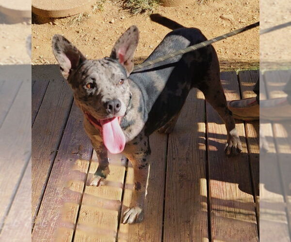 Medium Photo #2 American Pit Bull Terrier-Collie Mix Puppy For Sale in Wetumpka, AL, USA