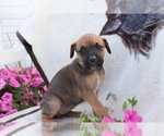 Small Photo #4 Boxador Puppy For Sale in SHILOH, OH, USA