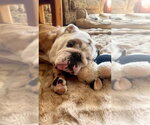 Small #7 Bulldog