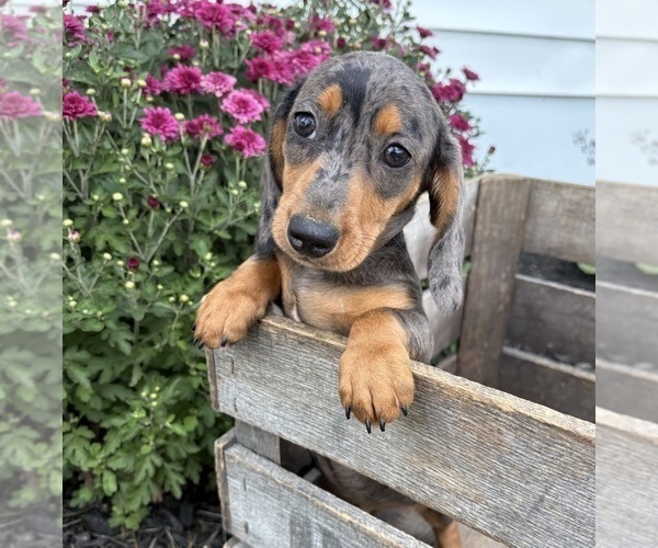 Medium Photo #4 Dachshund Puppy For Sale in MIDDLEBURY, IN, USA