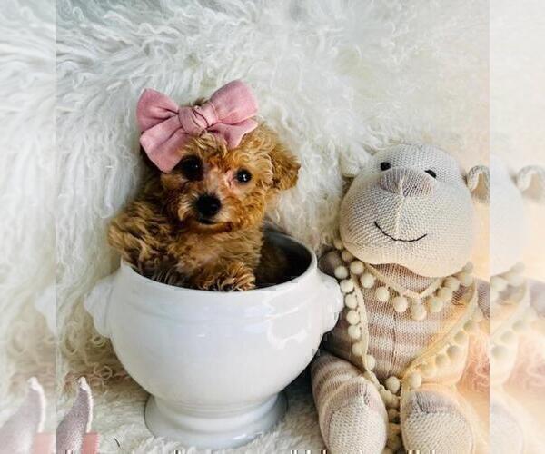 Medium Photo #6 Poodle (Toy) Puppy For Sale in TAMPA, FL, USA