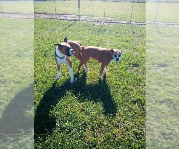 Medium Photo #2 Boxer Puppy For Sale in LEESBURG, OH, USA