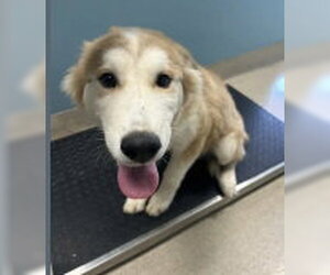 MARTY - Male Siberian Husky-Unknown Mix Dog for Adoption