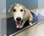 MARTY - Male Siberian Husky-Unknown Mix Dog for Adoption - Small photo