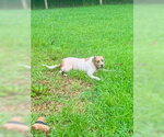 Small Pointer Mix