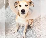 Small #1 Labrador Retriever Mix