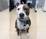 Small American Pit Bull Terrier