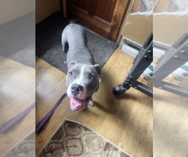 Medium Photo #9 Mutt Puppy For Sale in Mount Laurel, NJ, USA