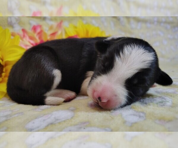 Medium Photo #2 Border Collie Puppy For Sale in NORBORNE, MO, USA