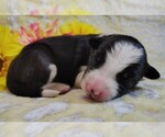 Puppy Piper Border Collie